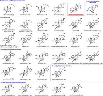 A Synthetic View on Momilactones and Related 9β-H Pimarane Skeleton Diterpenoids